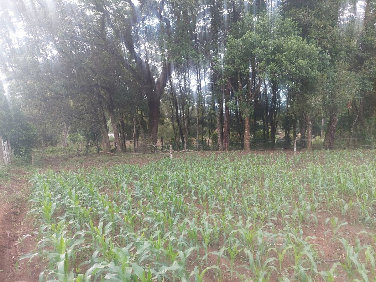 imóvel Sitio com 15.000 m2 no Km 6 Três Barras