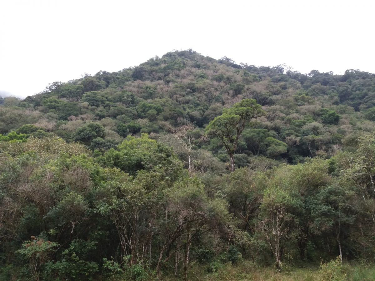 imóvel Terreno Rural com área de 7,63 alqueires Local Rio Bonito - Bela Vista do Toldo SC