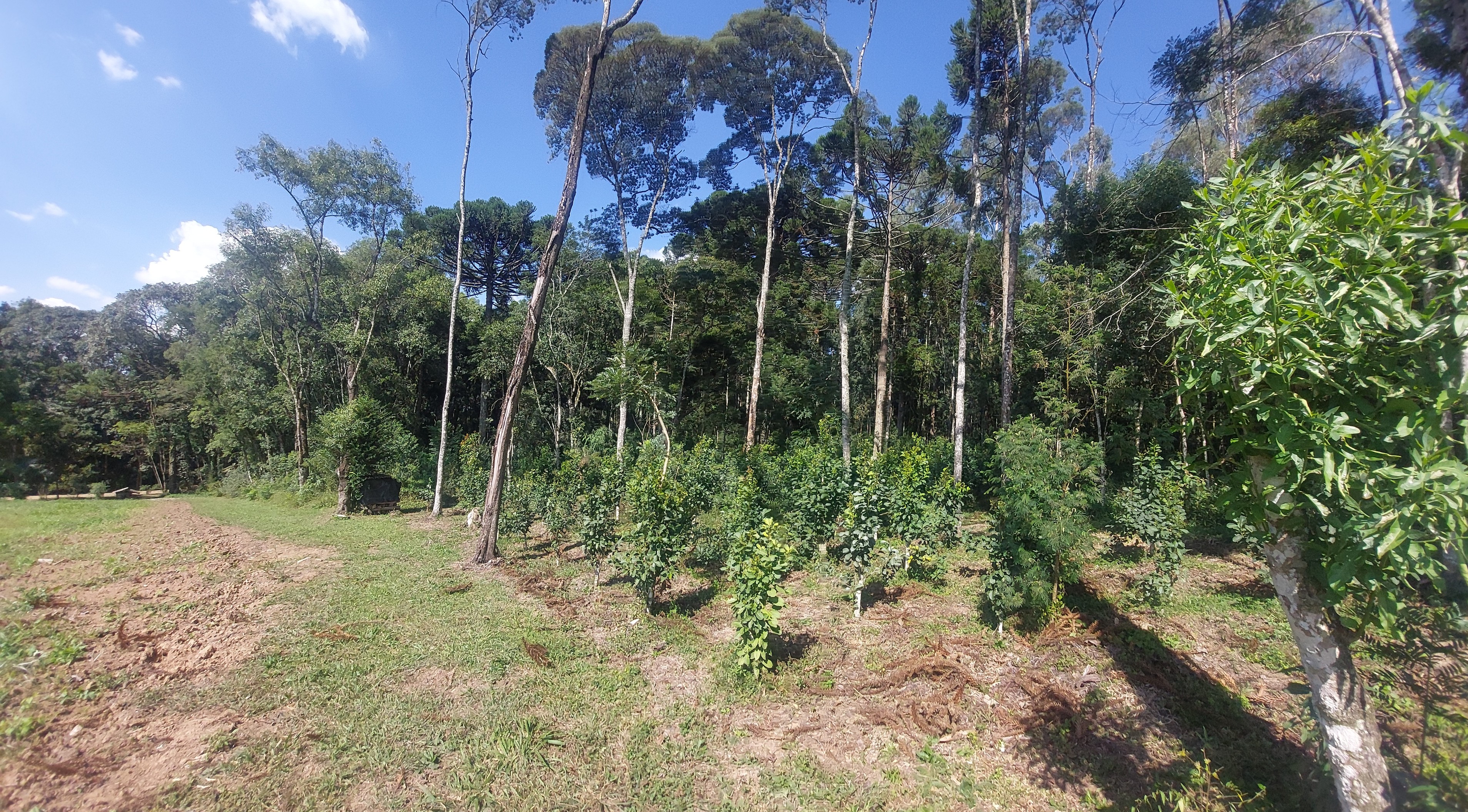Imagem doTerreno Rural com 3.6 hectares de terra de planta no Bairro Piedade